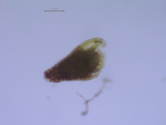 Bryum dichotomum