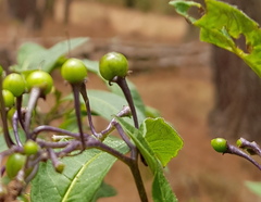 Solanum aligerum