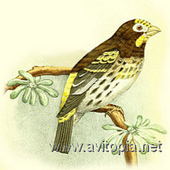 Mountain Serin photo 4