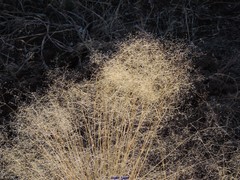 Agrostis nebulosa