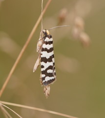 Paracochylis amoenana