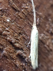 Coleophora versurella