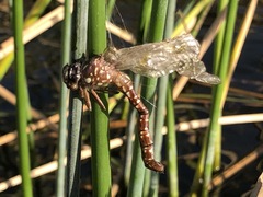 Dendroaeschna conspersa
