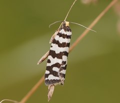 Paracochylis amoenana