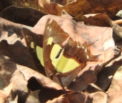 Polyura agraria