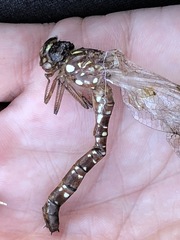 Dendroaeschna conspersa