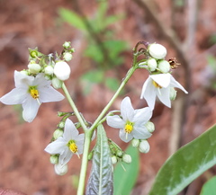 Solanum aligerum