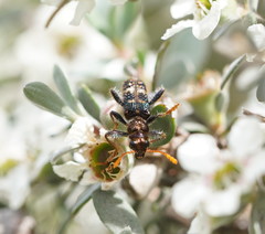 Scrobiger splendidus