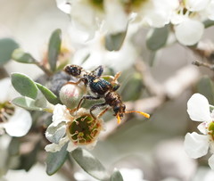 Scrobiger splendidus