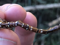 Dendroaeschna conspersa