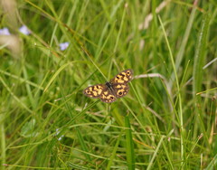Heteronympha cordace