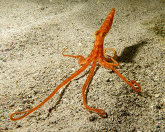 Callistoctopus
