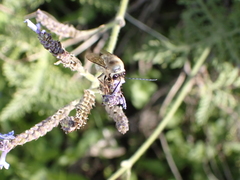 Eucera gracilipes