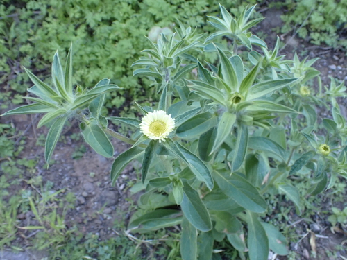 Pallenis spinosa image