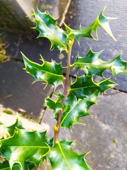 Ilex aquifolium