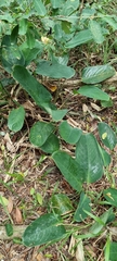 Ctenanthe
