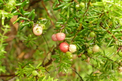 Acrothamnus hookeri