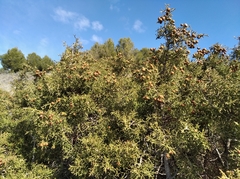 Juniperus phoenicea