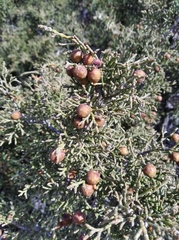 Juniperus phoenicea