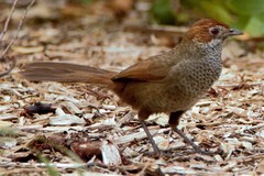 Dasyornis broadbenti