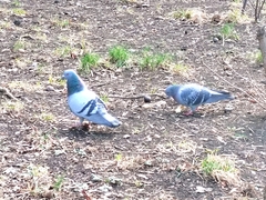 Columba livia domestica