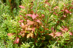 Acrothamnus hookeri