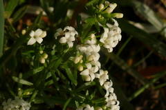 Asperula pusilla