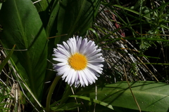 Brachyscome decipiens