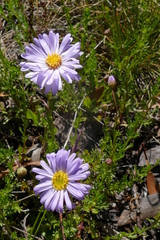 Brachyscome rigidula