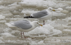 Larus hyperboreus
