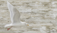 Larus hyperboreus