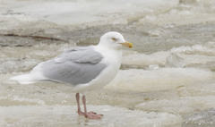 Larus hyperboreus