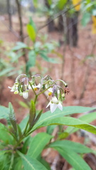 Solanum aligerum