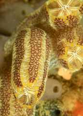 Botrylloides anceps