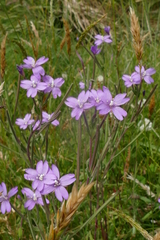 Epilobium gunnianum