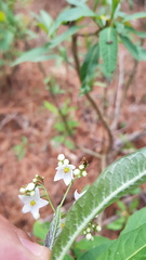 Solanum aligerum