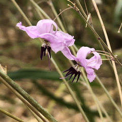 Dichopogon capillipes