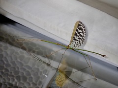 Diesbachia sophiae