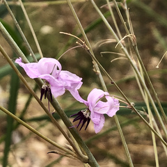 Dichopogon capillipes