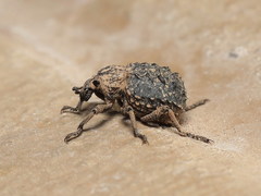 Brachycerus muricatus