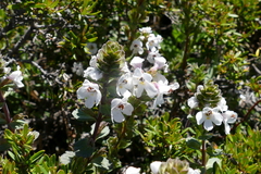 Euphrasia collina paludosa