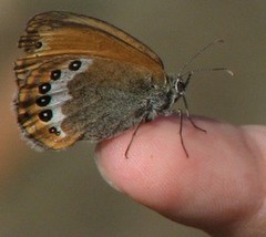 Coenonympha orientalis