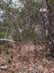 Dichopogon capillipes