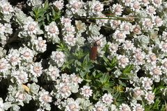 Ewartia nubigena