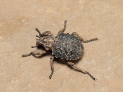 Brachycerus muricatus