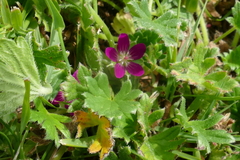 Geranium antrorsum