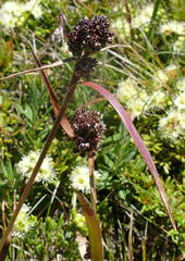 Luzula alpestris
