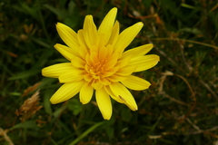 Microseris lanceolata