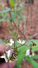 Solanum aligerum