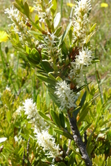 Orites lancifolius
